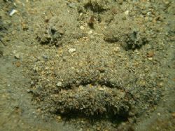 Face in the sand. Ended up being a huge stone fish. Olymp... by Brad Cox 